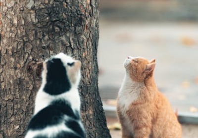 案例复盘：互动包装如何助销量翻倍？一份B2B采购经理的实战指南